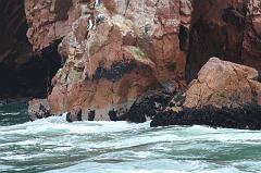 1138-Isole Ballestas,19 luglio 2013